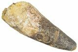 Real Fossil Spinosaurus Tooth - Beastly Dinosaur Tooth #272129-1